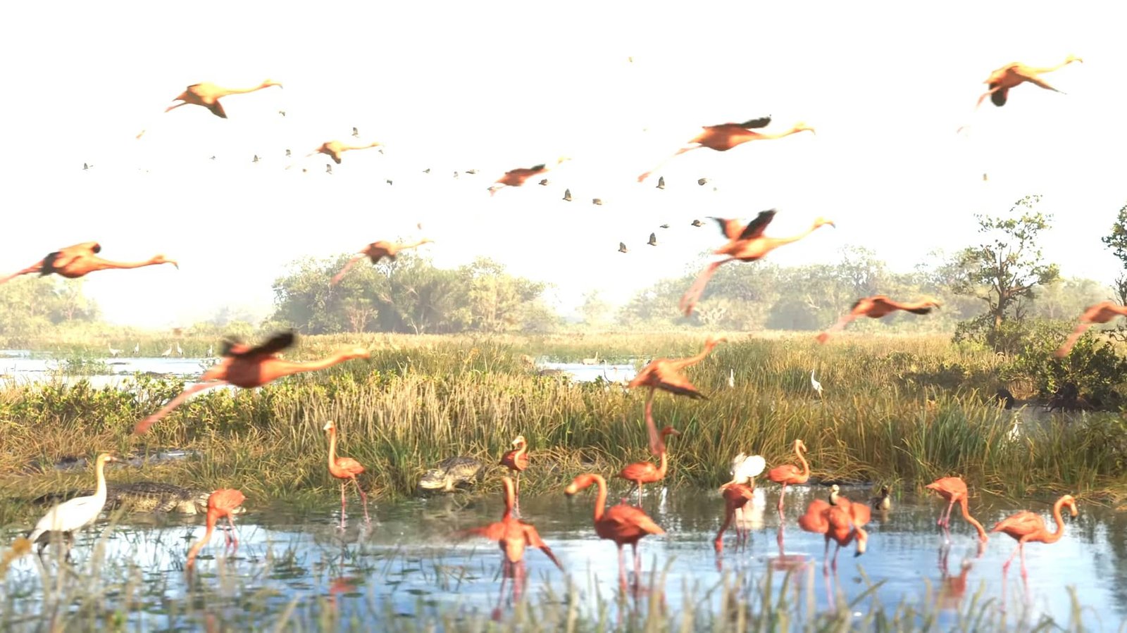 Un humedal vibrante con numerosos flamencos, tanto volando como de pie en el agua. Los flamencos son predominantemente rosados, lo que contrasta de manera llamativa con los tonos verdes y marrones de la vegetación del humedal.